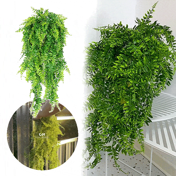 Декоративно висящо растение - Fernleaves