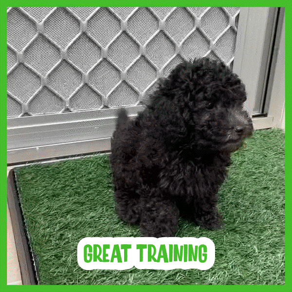 Постелка от трева за кучета - Doggo